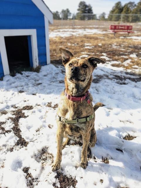 Romeo, an adoptable Mixed Breed in Pagosa Springs, CO, 81147 | Photo Image 3