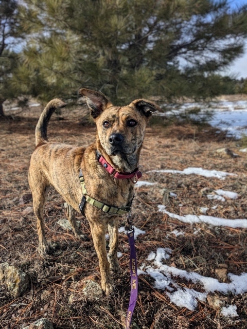 Romeo, an adoptable Mixed Breed in Pagosa Springs, CO, 81147 | Photo Image 4