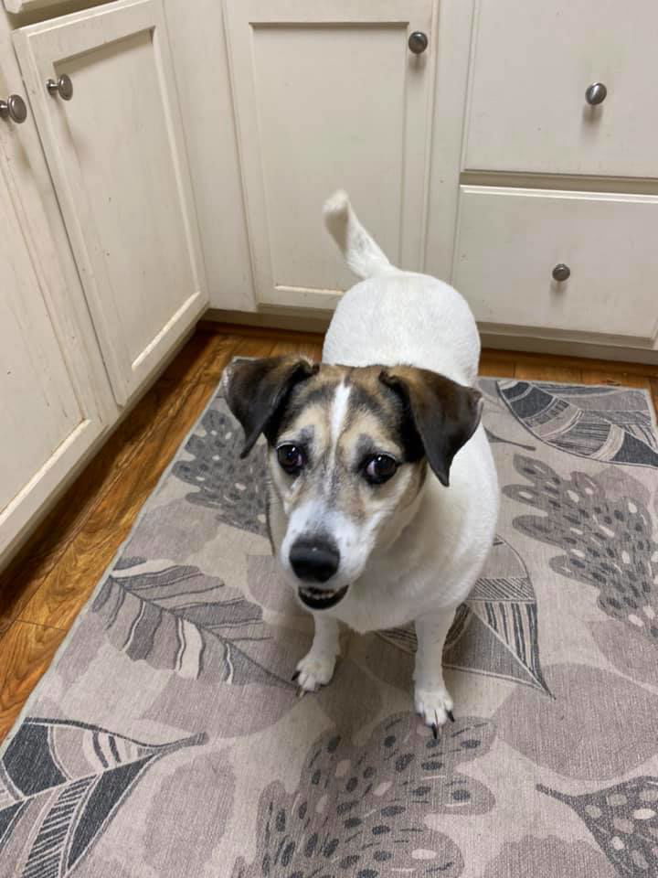 Tac, an adoptable Parson Russell Terrier in Staley, NC, 27355 | Photo Image 1