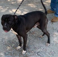 Spirit, an adoptable Pit Bull Terrier in Staley, NC, 27355 | Photo Image 1