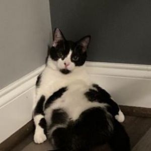 Salted Caramel, Adult Female Domestic Short Hair