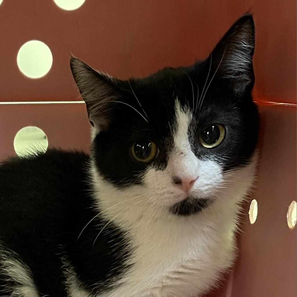 Salted Caramel, an adoptable Domestic Short Hair in Lynchburg, VA, 24502 | Photo Image 5