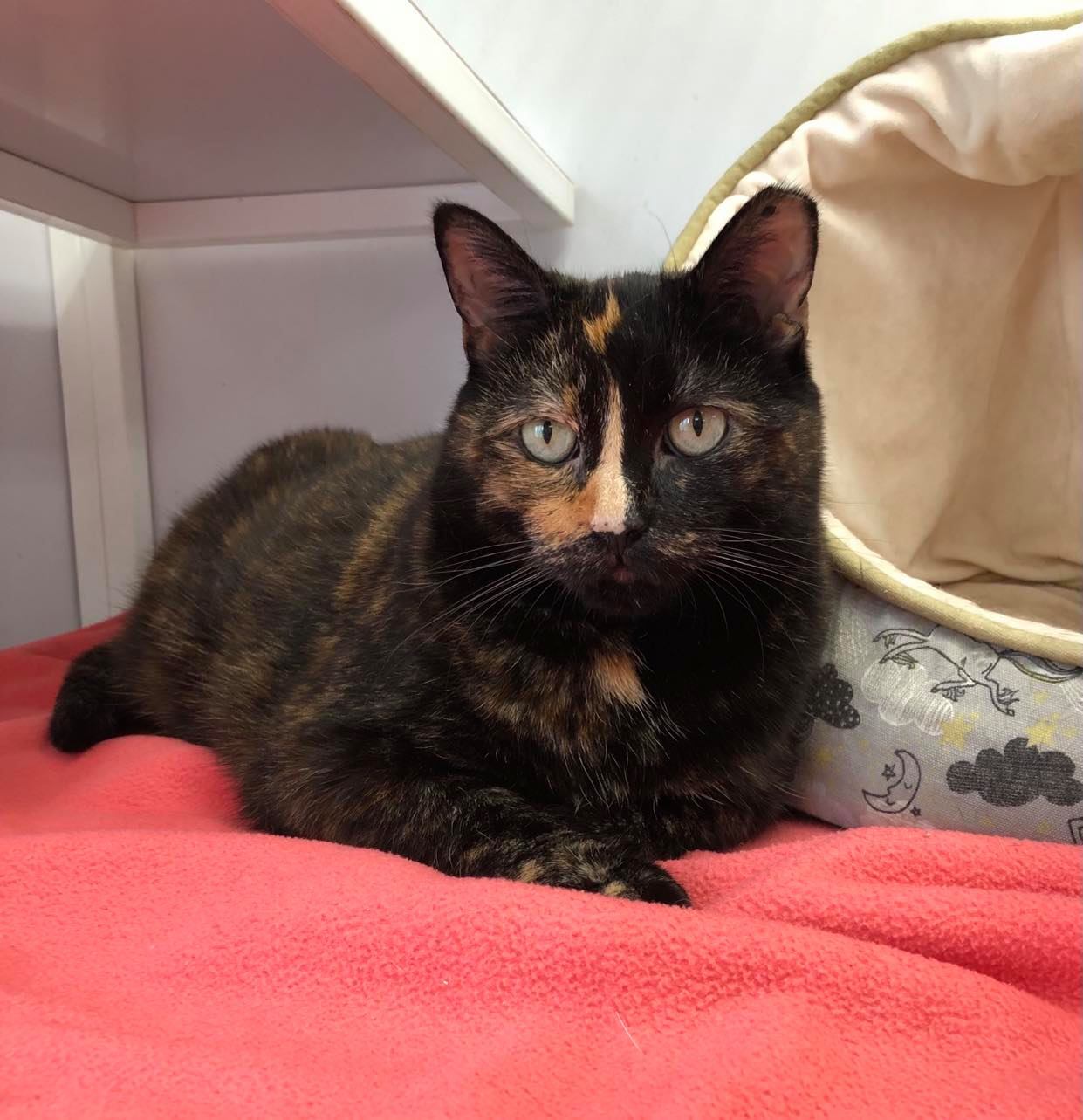 Ruth, an adoptable Domestic Short Hair in Oconto, WI, 54153 | Photo Image 2