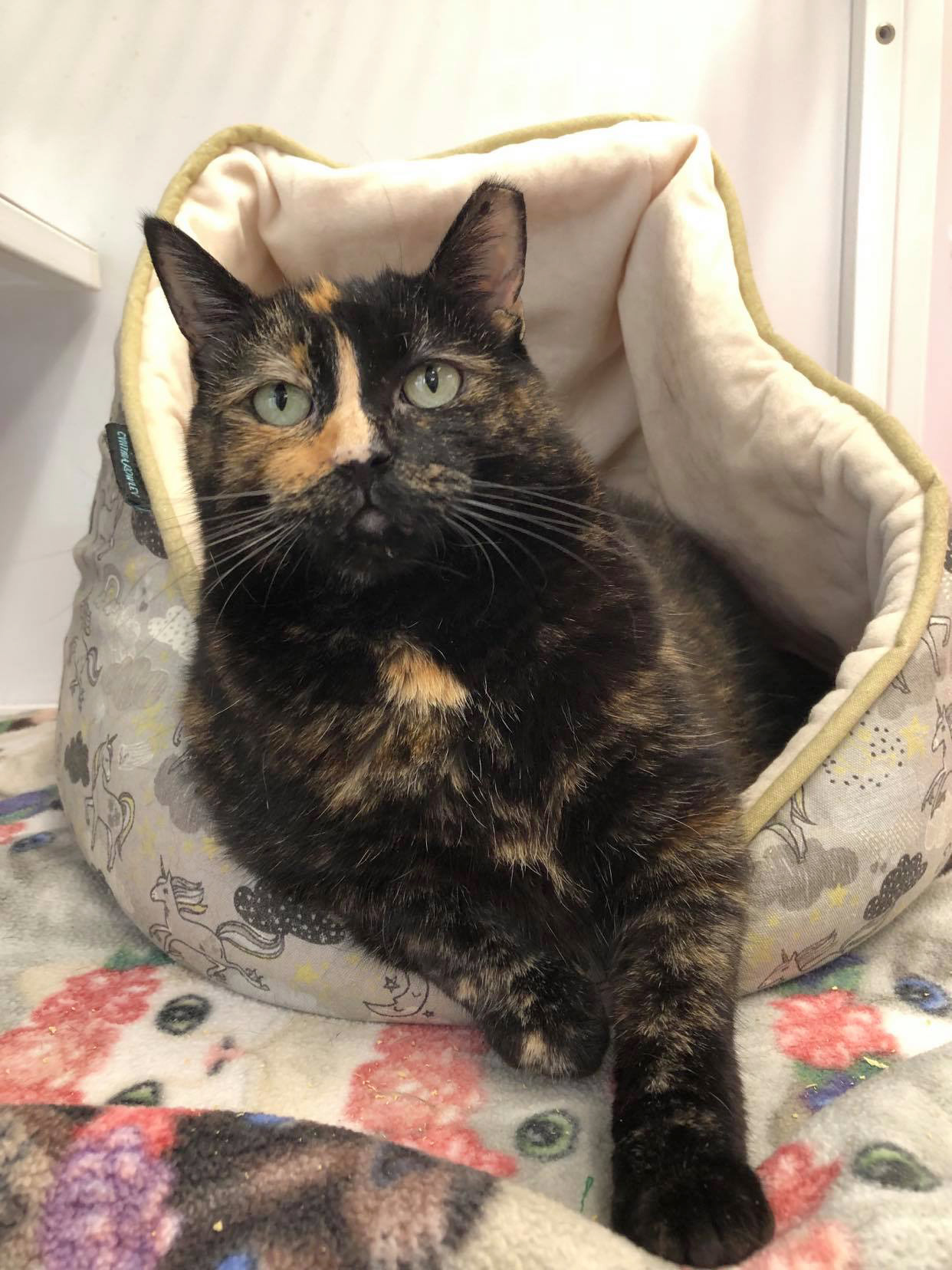 Ruth, an adoptable Domestic Short Hair in Oconto, WI, 54153 | Photo Image 3