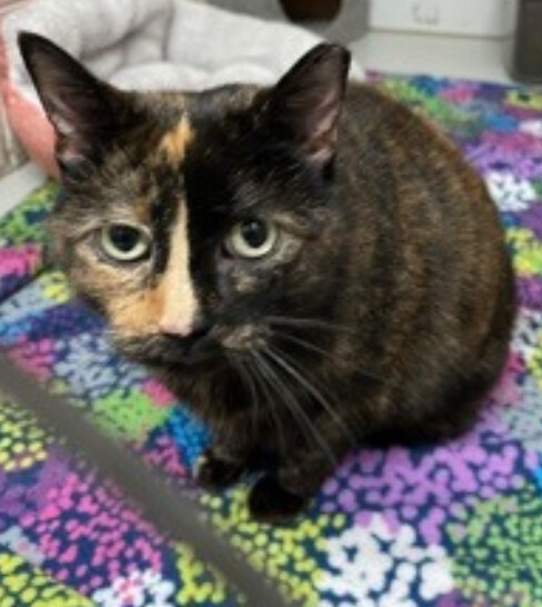 Ruth, an adoptable Domestic Short Hair in Oconto, WI, 54153 | Photo Image 4