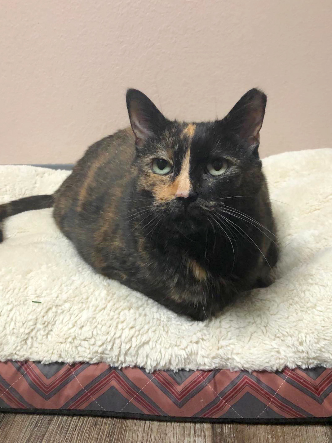 Ruth, an adoptable Domestic Short Hair in Oconto, WI, 54153 | Photo Image 1