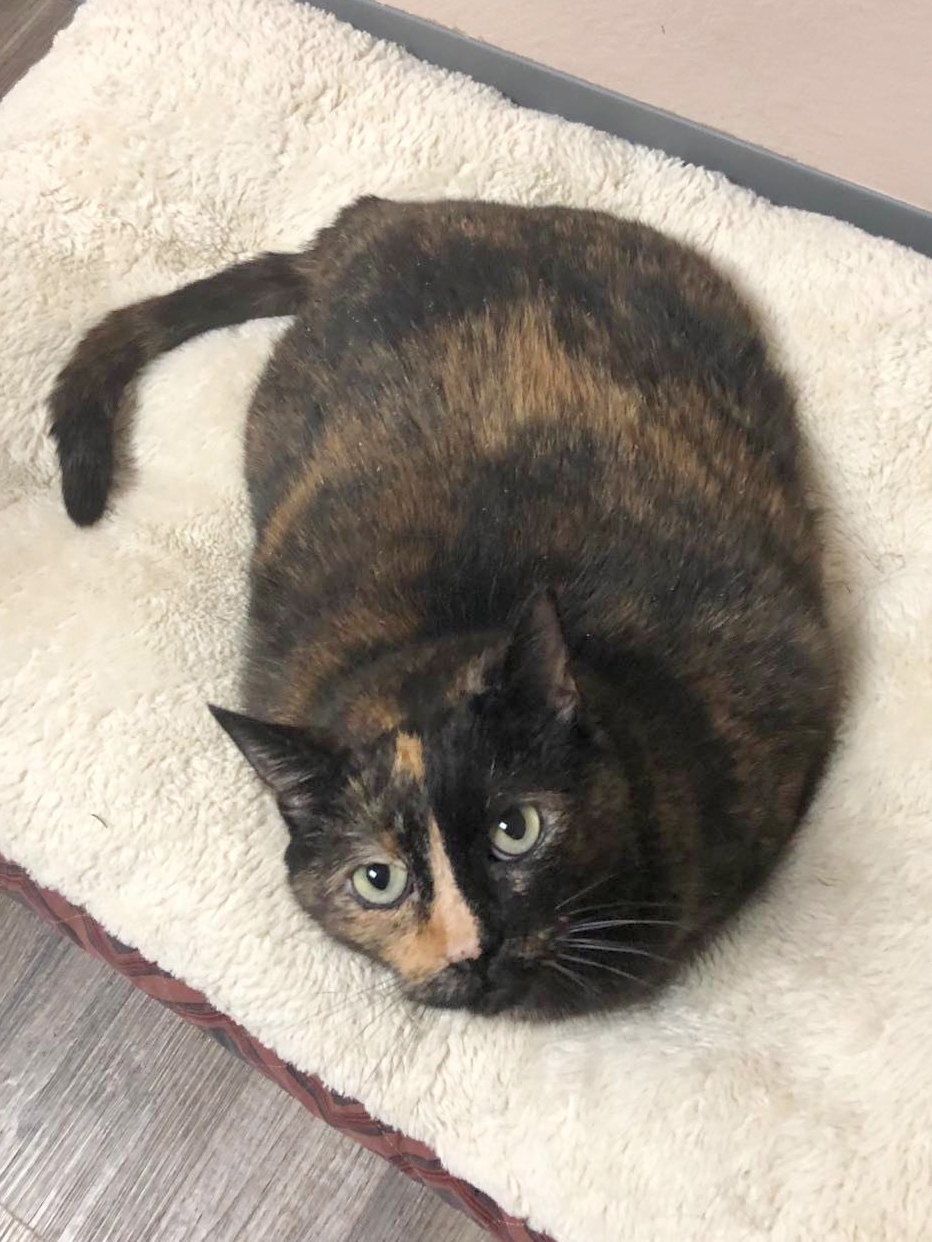 Ruth, an adoptable Domestic Short Hair in Oconto, WI, 54153 | Photo Image 6