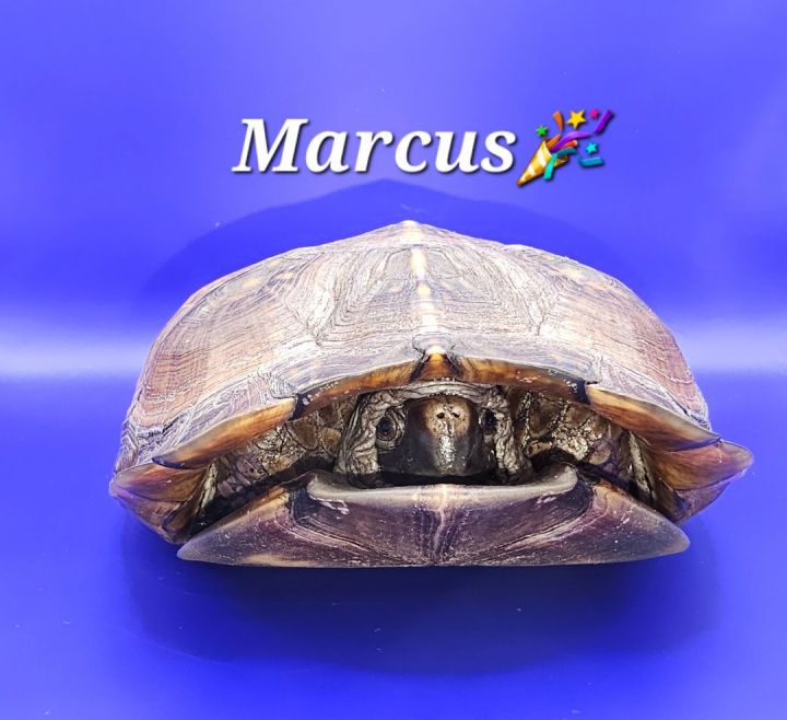 Marcus 1