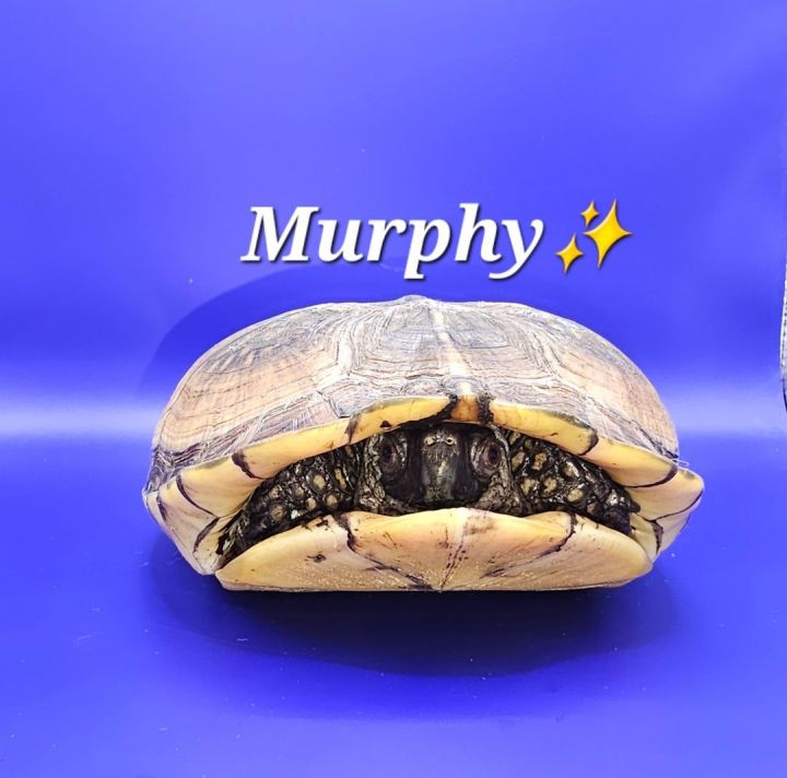 Murphy 2