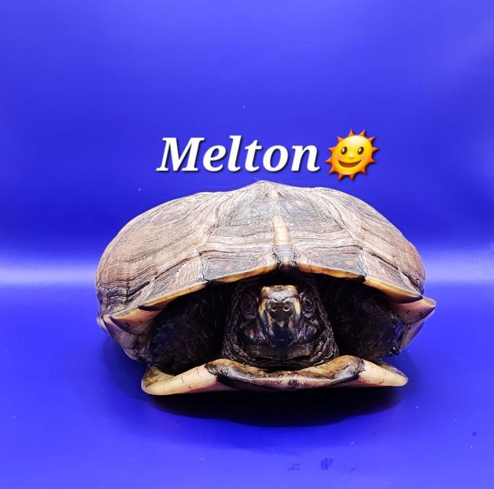 Melton, an adoptable Box & Turtle Mix in Florence, MS_image-2