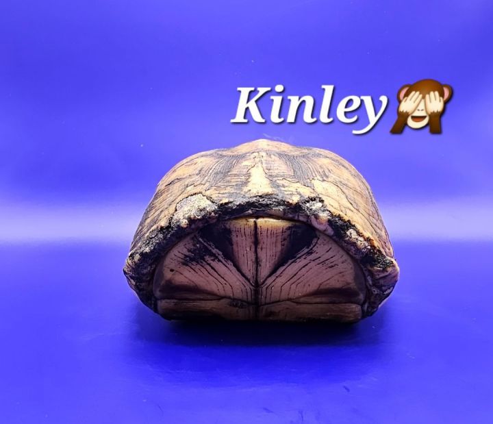 Kinley 1