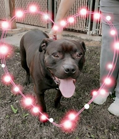 BROCK - WONDERFUL ONLY DOG, YOU'LL NEVER BE LONELY!, an adoptable American Staffordshire Terrier & Mastiff Mix in Clifton, NJ_image-1