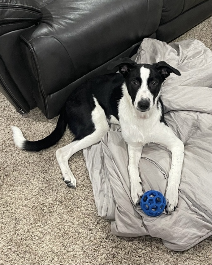 Jax, an adoptable Border Collie in Lake Orion, MI, 48361 | Photo Image 1