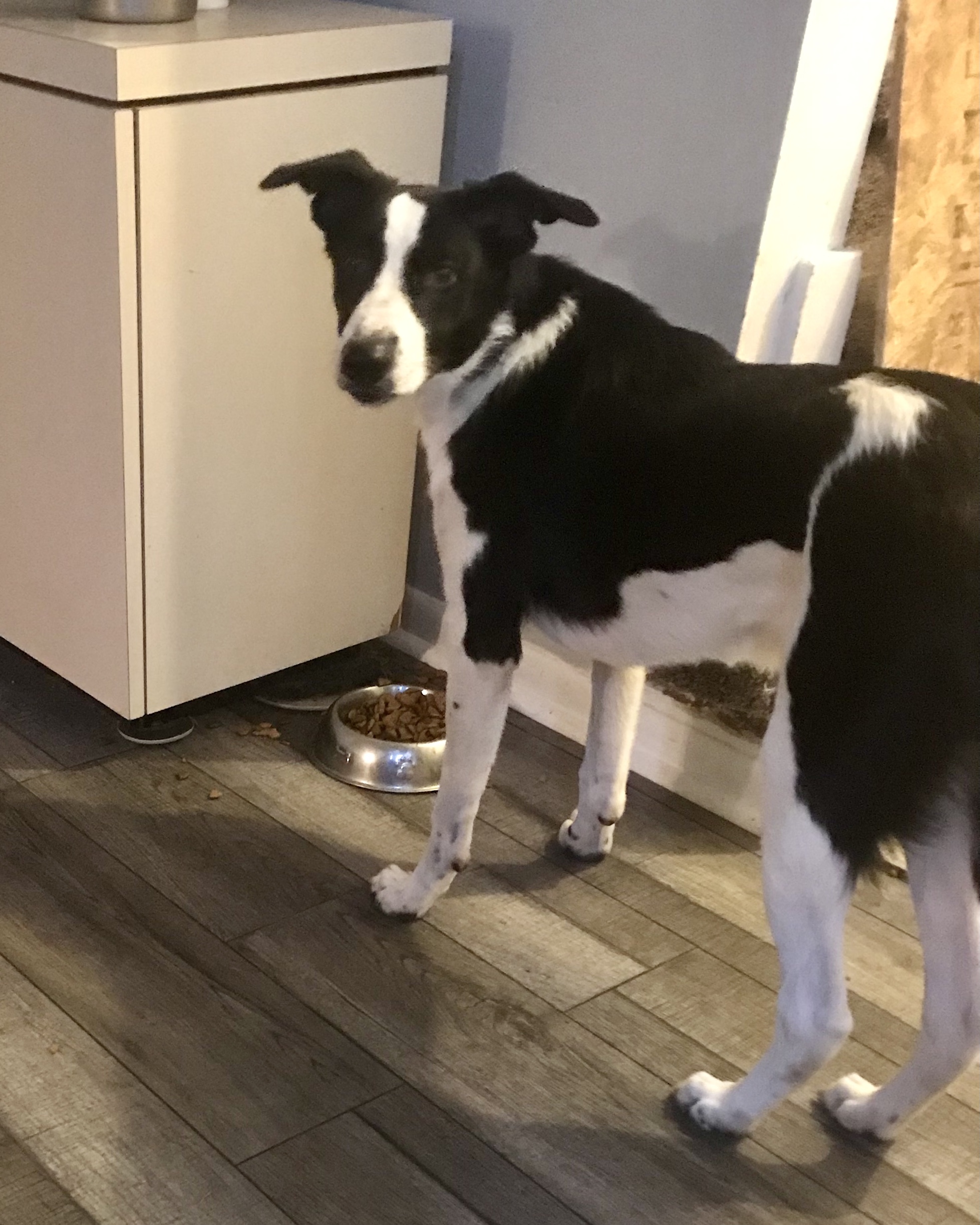 Jax, an adoptable Border Collie in Lake Orion, MI, 48361 | Photo Image 3