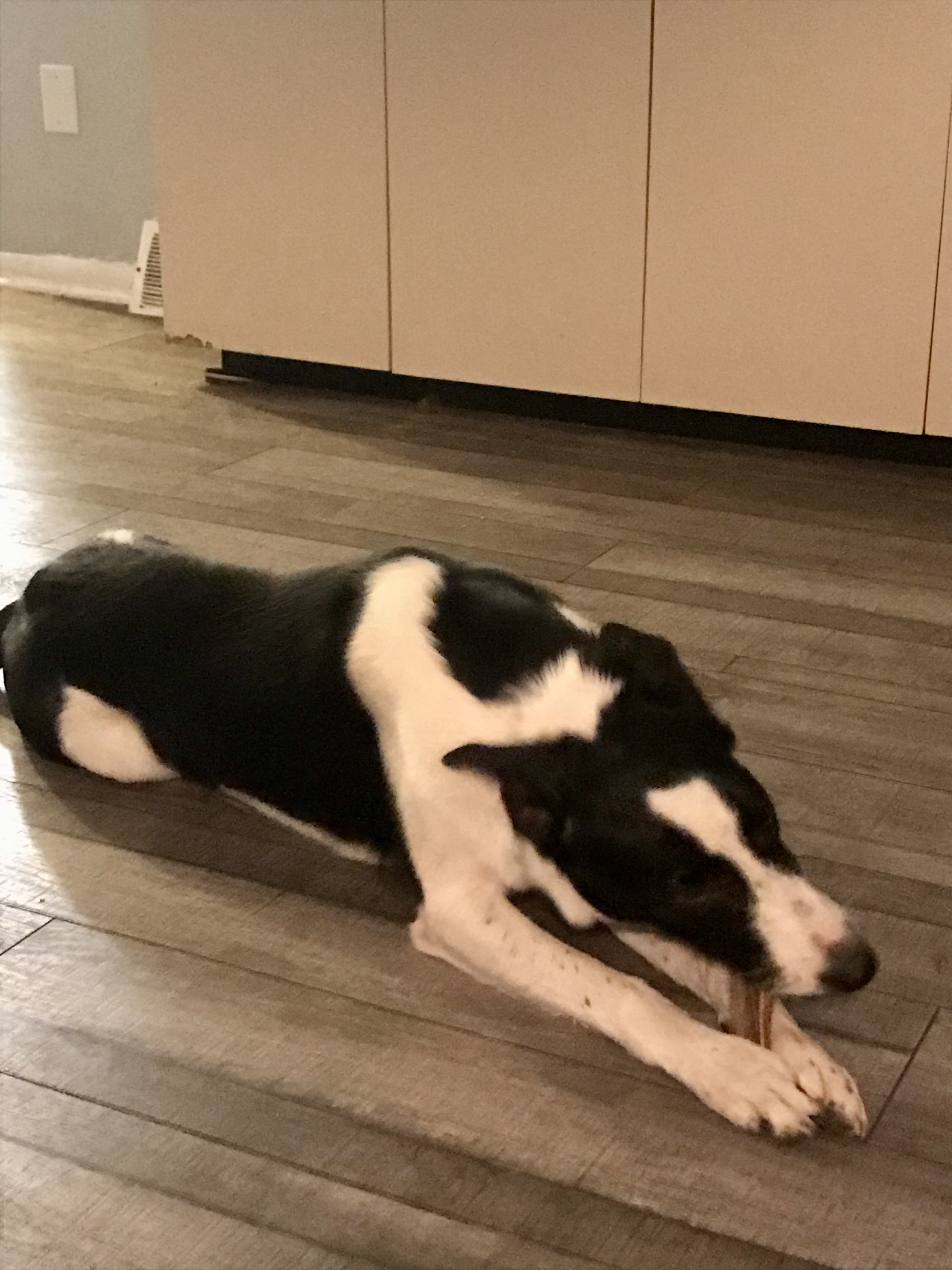 Jax, an adoptable Border Collie in Lake Orion, MI, 48361 | Photo Image 4