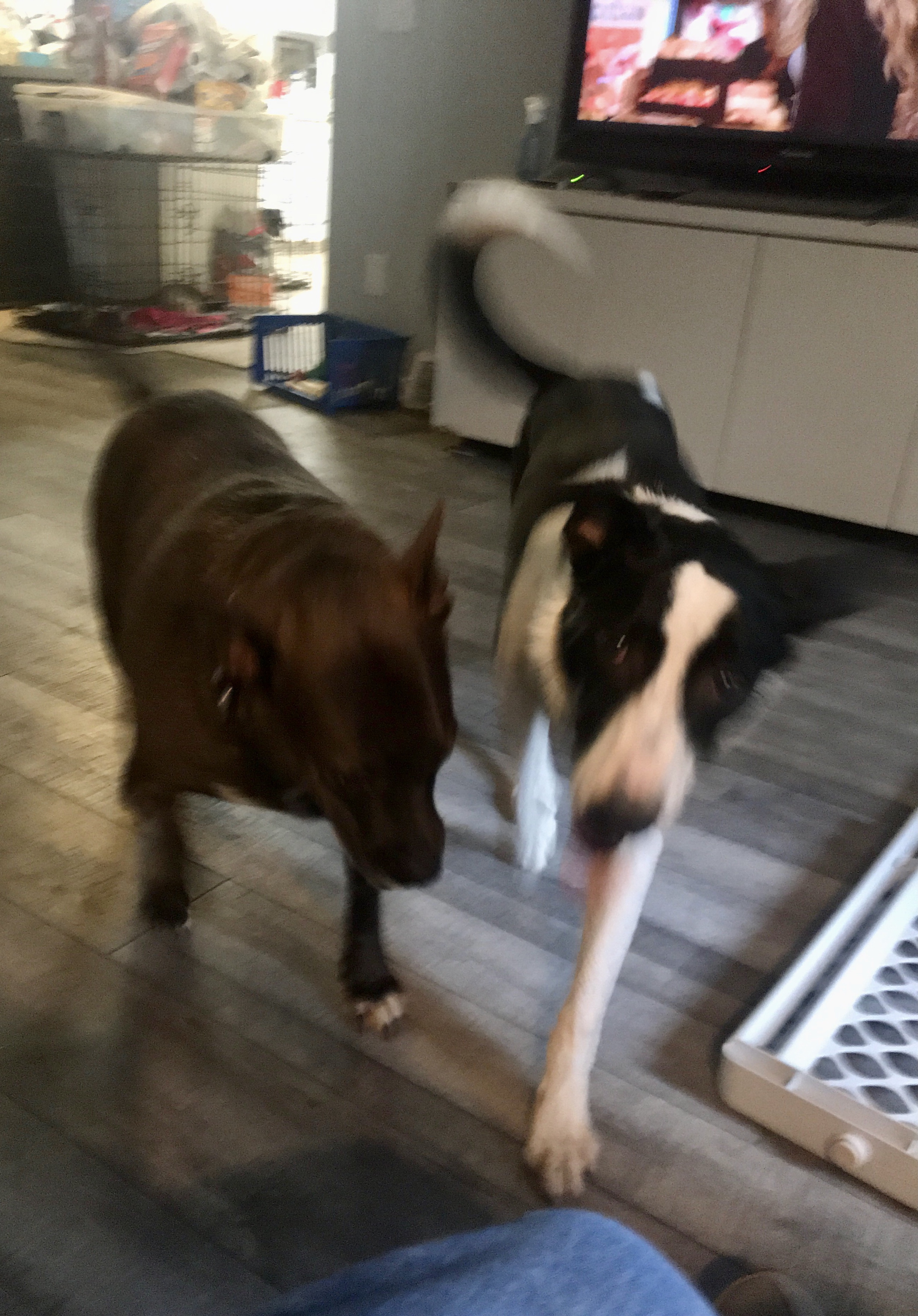 Jax, an adoptable Border Collie in Lake Orion, MI, 48361 | Photo Image 5