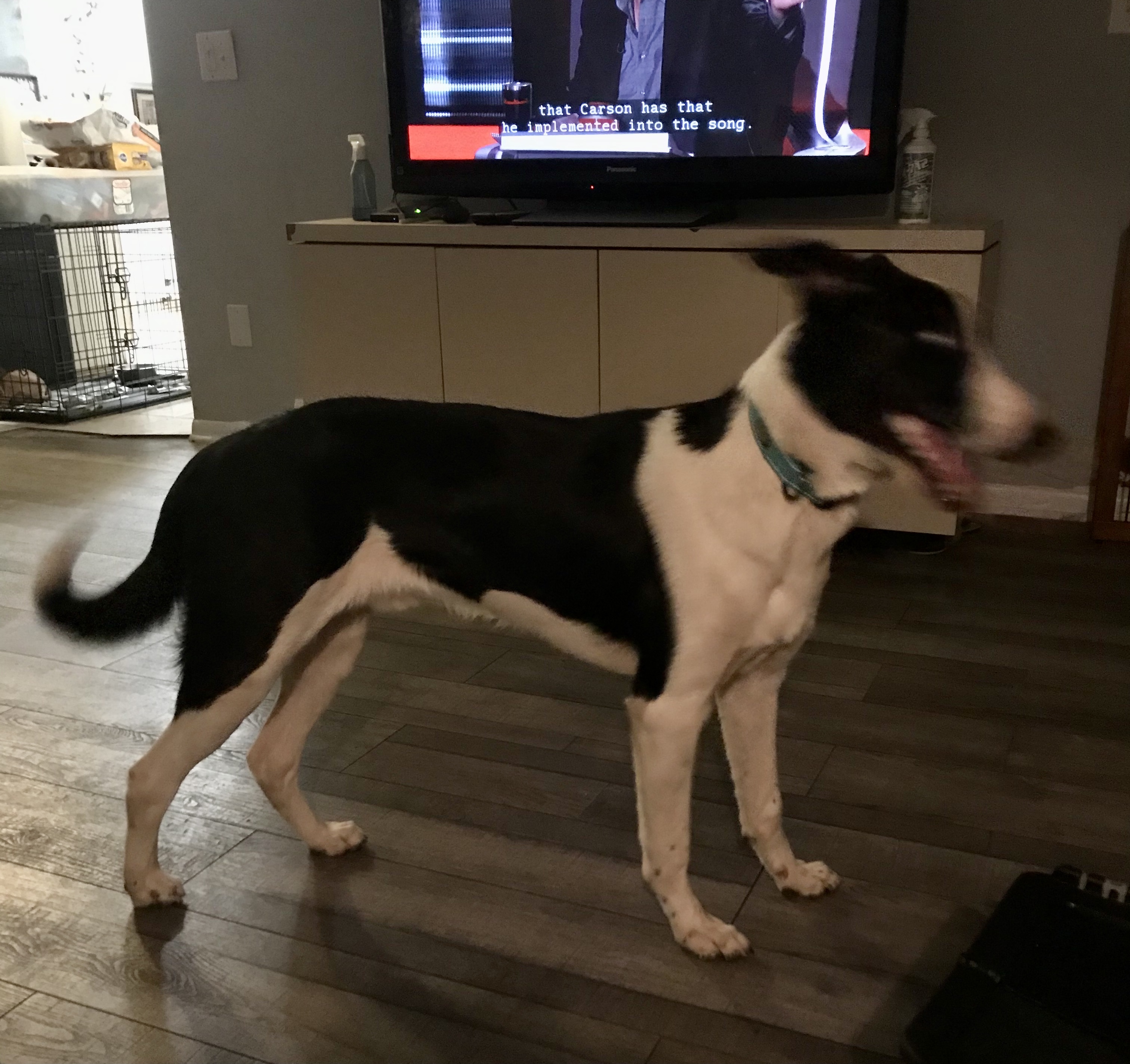 Jax, an adoptable Border Collie in Lake Orion, MI, 48361 | Photo Image 6