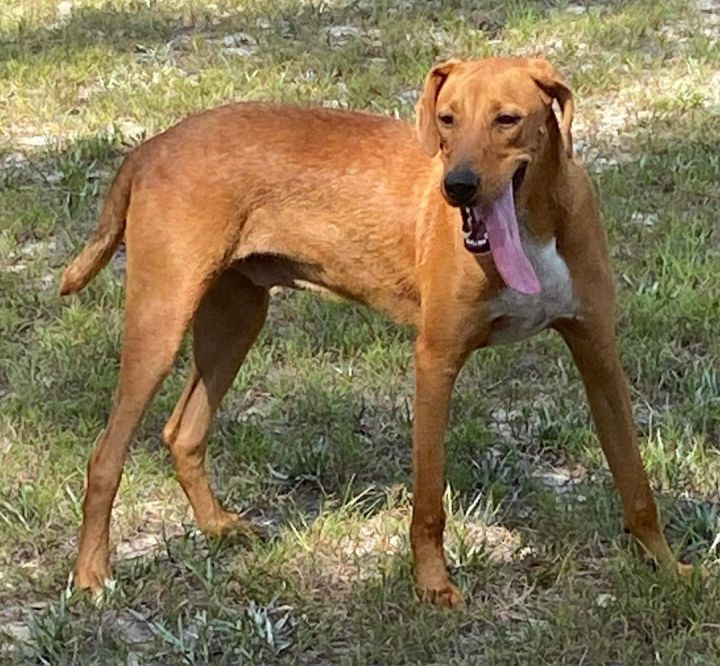 are redbone coonhound puppies lazy