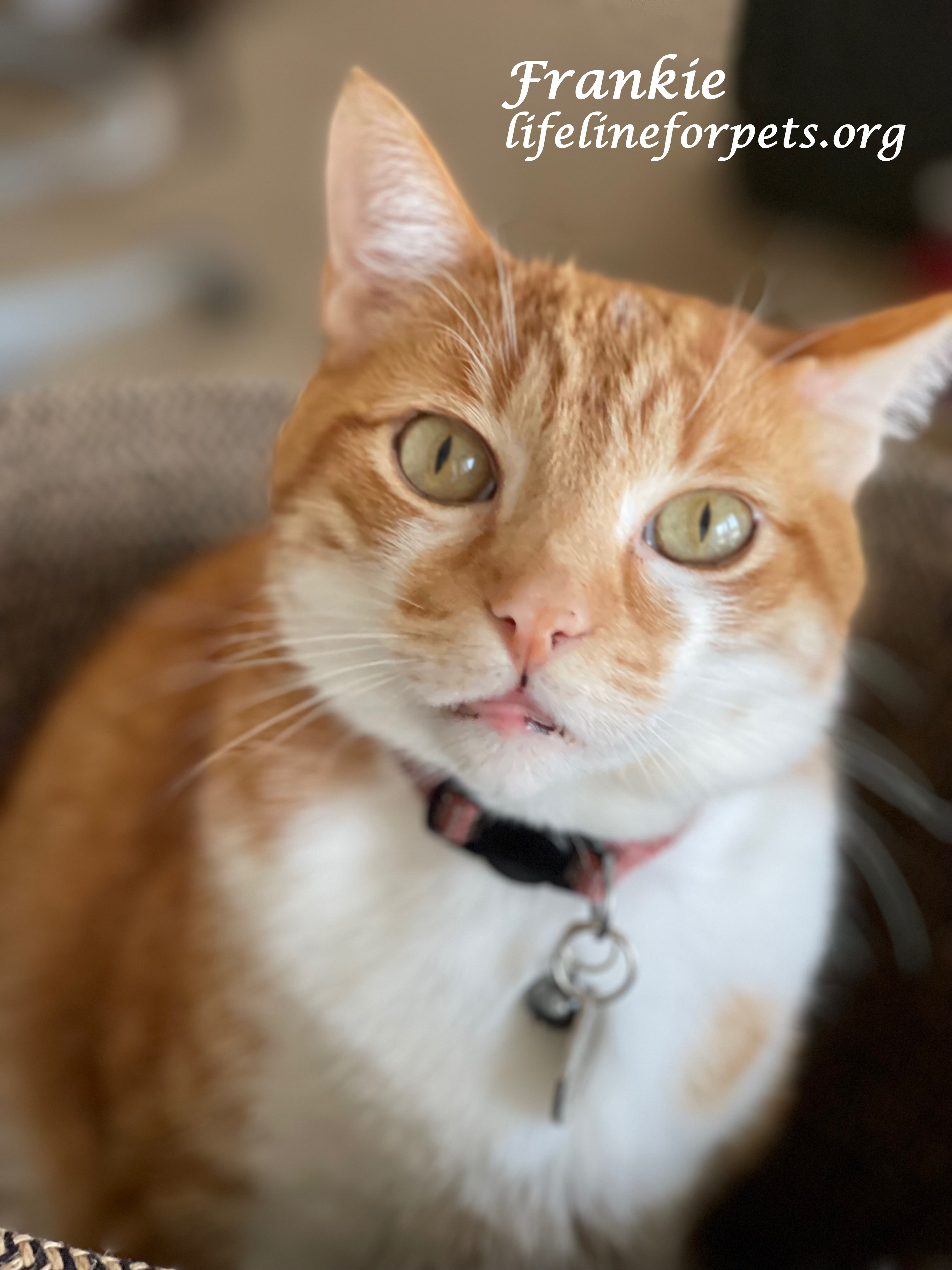Friendly FRANKIE!