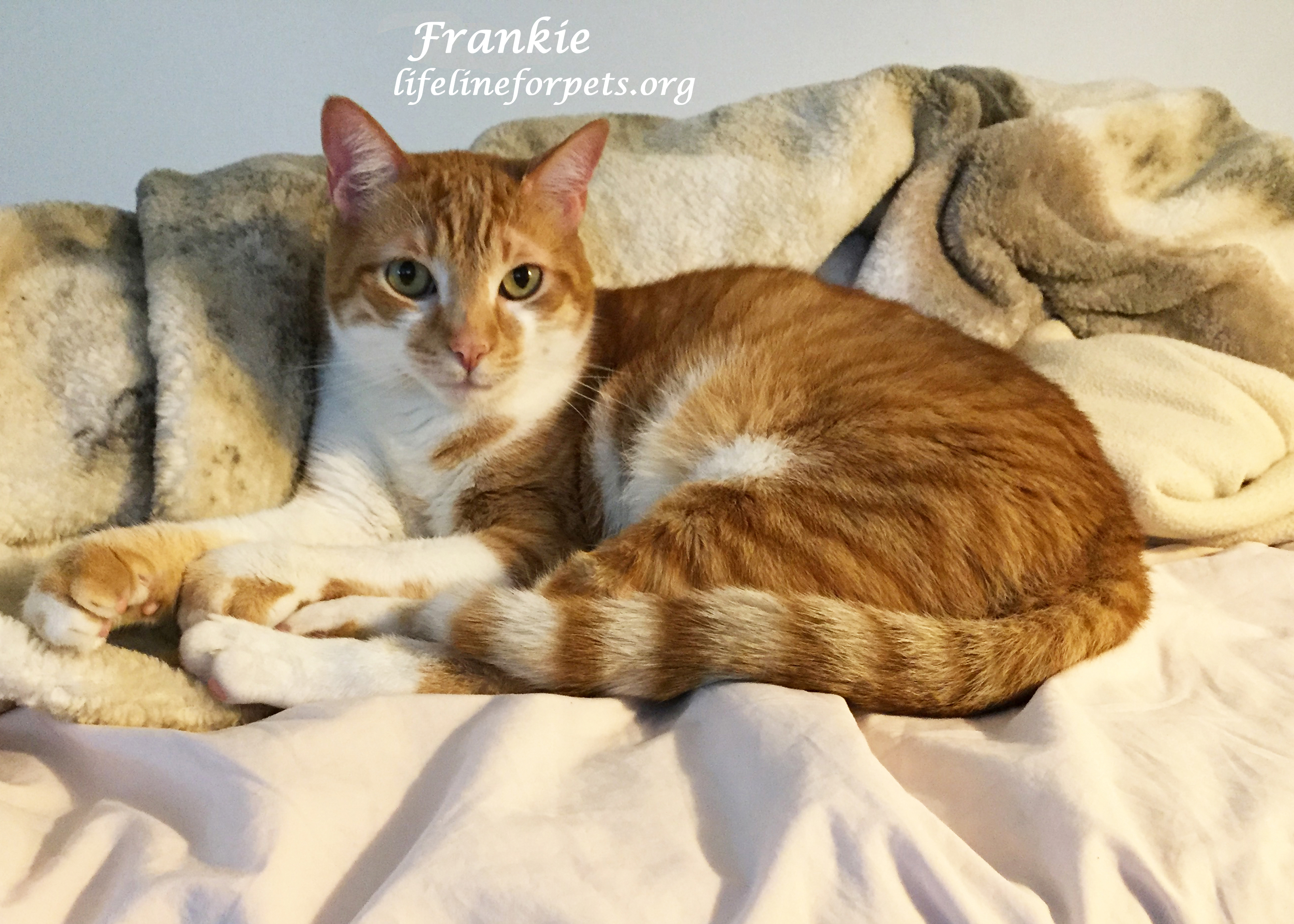 Friendly FRANKIE!