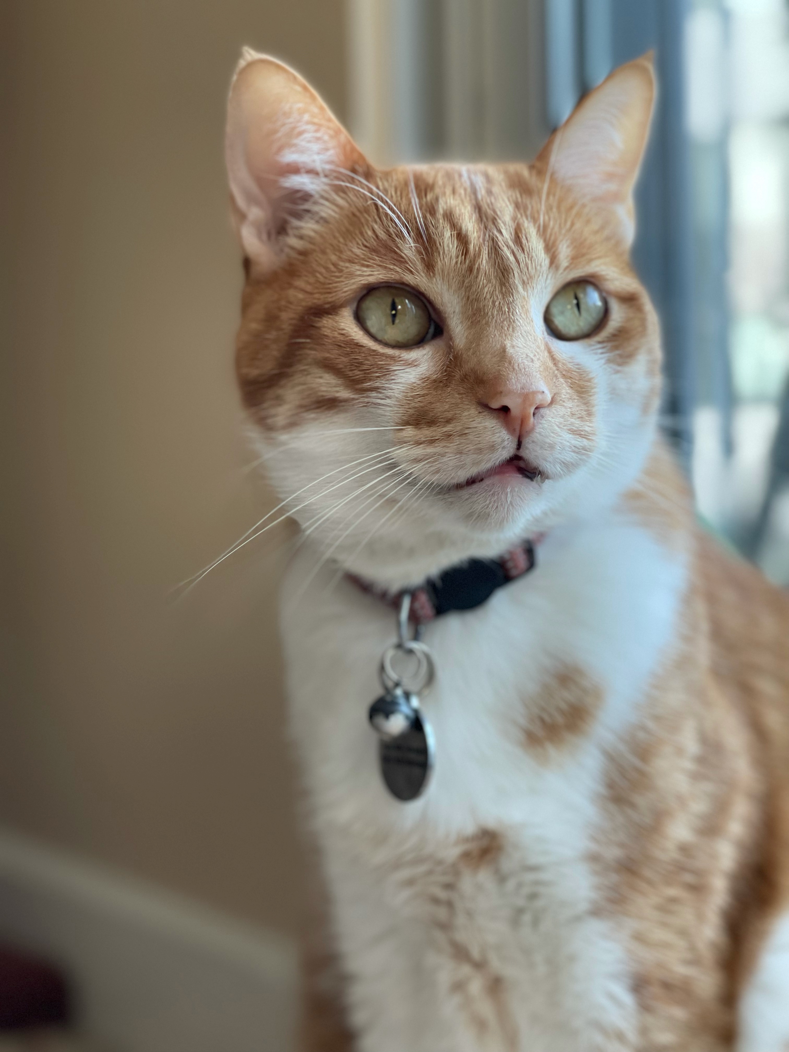 Friendly FRANKIE!