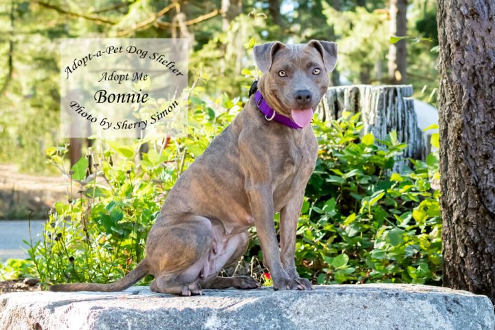 BONNIE, an adopted Staffordshire Bull Terrier Mix in Shelton, WA_image-5