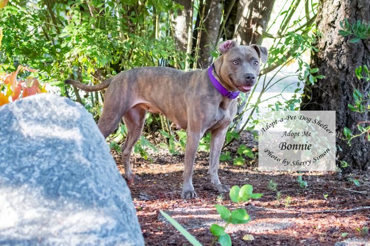 BONNIE, an adopted Staffordshire Bull Terrier Mix in Shelton, WA_image-6