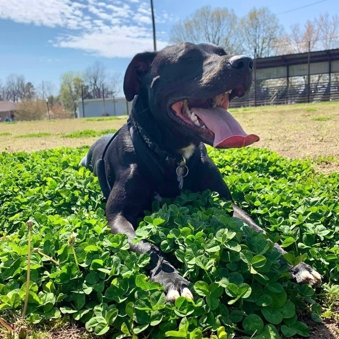 Dabi, an adoptable Labrador Retriever Mix in Springfield, MO_image-3