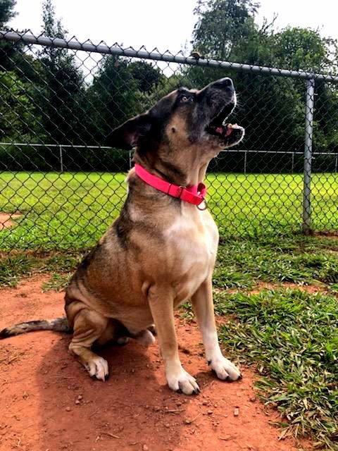 Hershal, an adoptable Akita, Cane Corso in Hewitt, NJ, 07421 | Photo Image 1