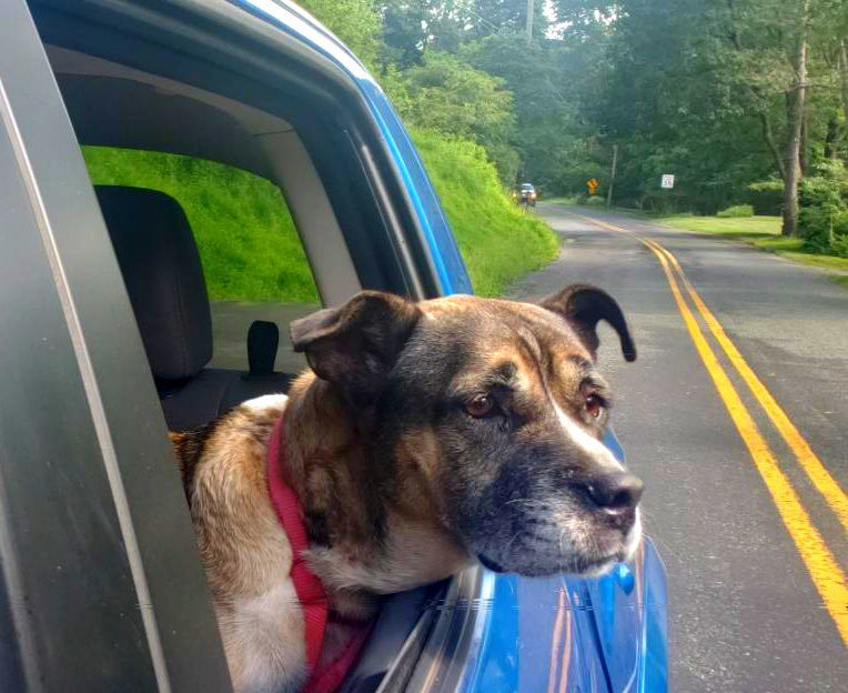 Hershal, an adoptable Akita, Cane Corso in Hewitt, NJ, 07421 | Photo Image 2