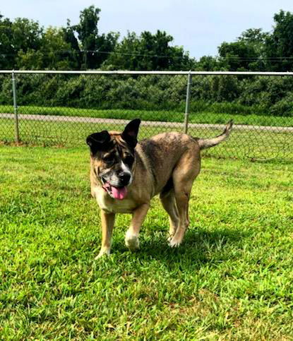 Hershal, an adoptable Akita, Cane Corso in Hewitt, NJ, 07421 | Photo Image 3