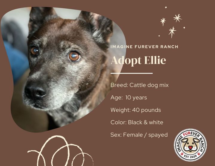 Ellie, an adoptable Australian Cattle Dog / Blue Heeler Mix in Shawnee, KS_image-2