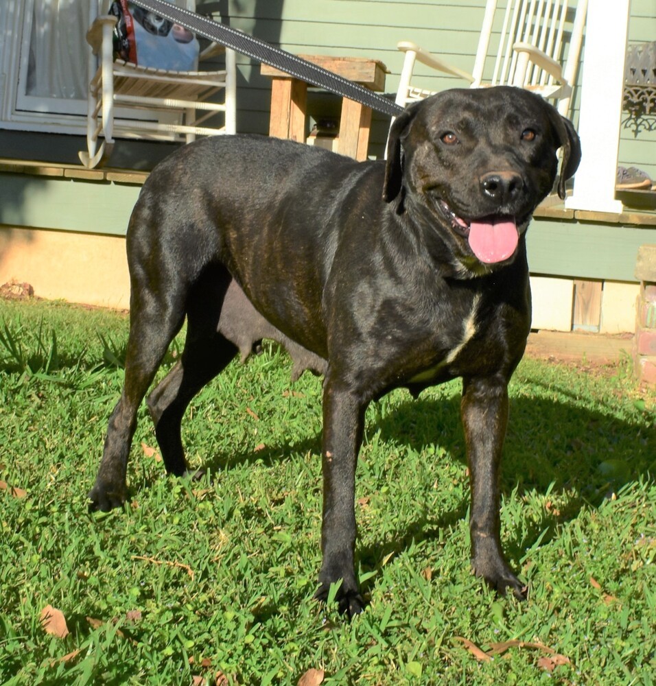 Daffodil (adoption fee reduced due to length of time at rescue), an adoptable Boxer, Labrador Retriever in Sharon, VT, 05065 | Photo Image 2