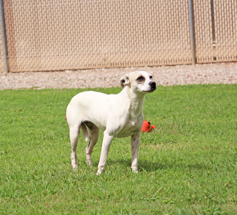 Zedra, an adoptable Pointer, Mixed Breed in Savannah, TN, 38372 | Photo Image 1