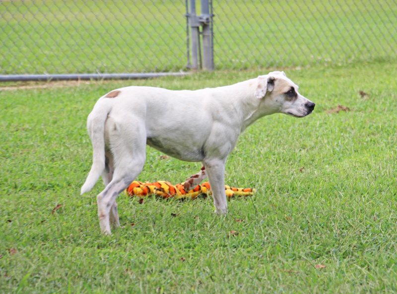 Zedra, an adoptable Pointer, Mixed Breed in Savannah, TN, 38372 | Photo Image 2