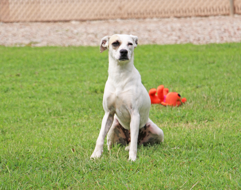 Zedra, an adoptable Pointer, Mixed Breed in Savannah, TN, 38372 | Photo Image 3
