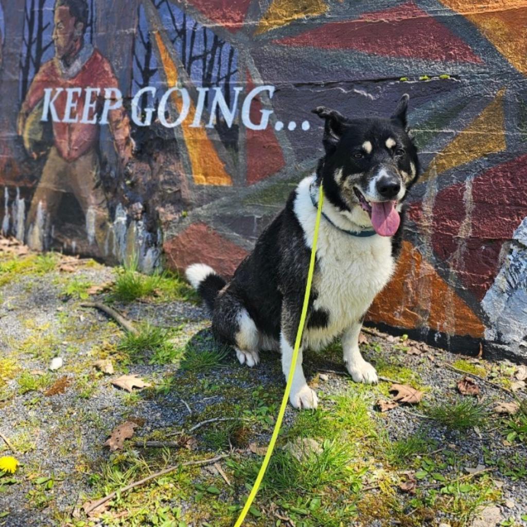 Benita, an adoptable Shepherd, Labrador Retriever in Easton, PA, 18042 | Photo Image 1