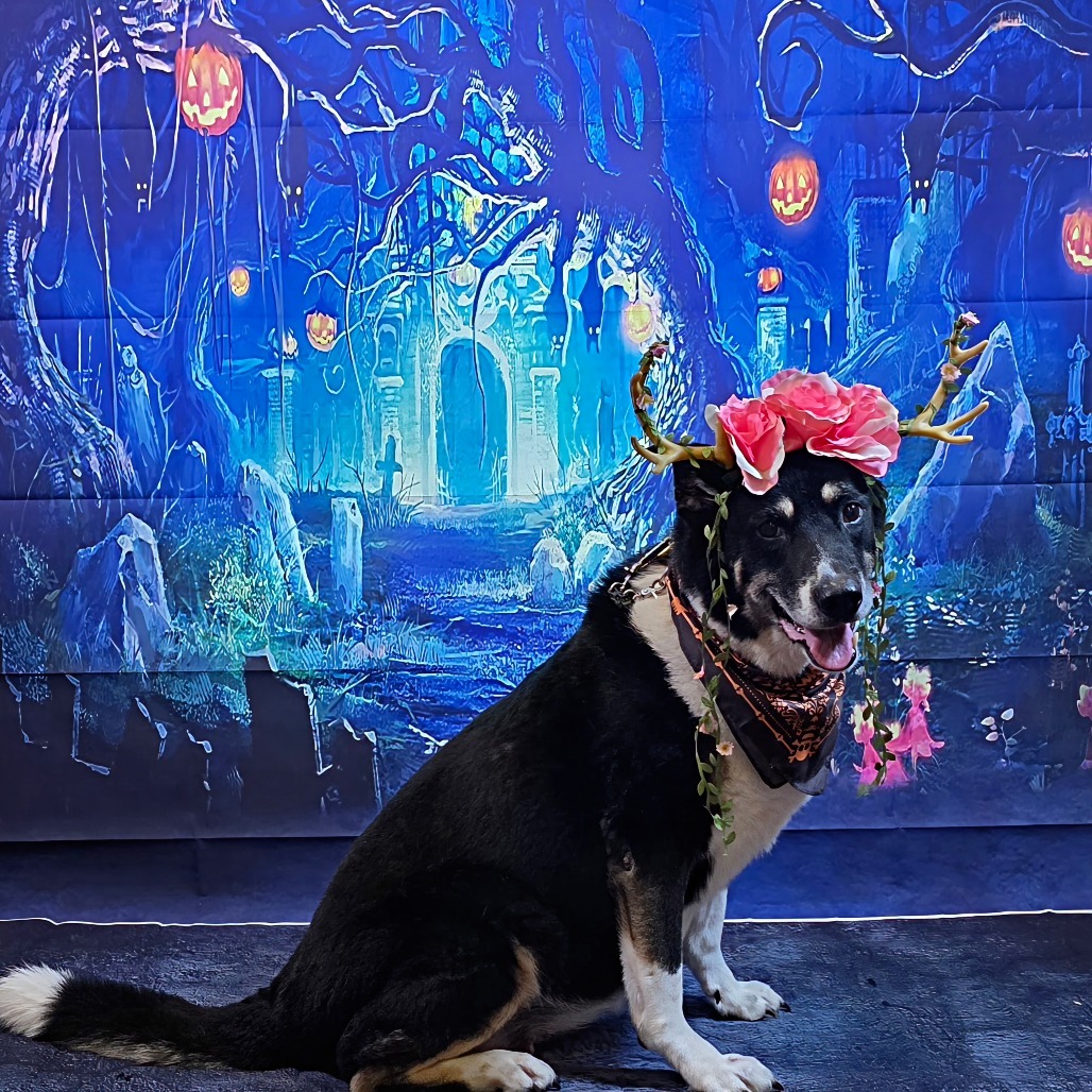Benita, an adoptable Shepherd, Labrador Retriever in Easton, PA, 18042 | Photo Image 1