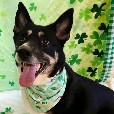 Benita, an adoptable Shepherd, Labrador Retriever in Easton, PA, 18042 | Photo Image 2