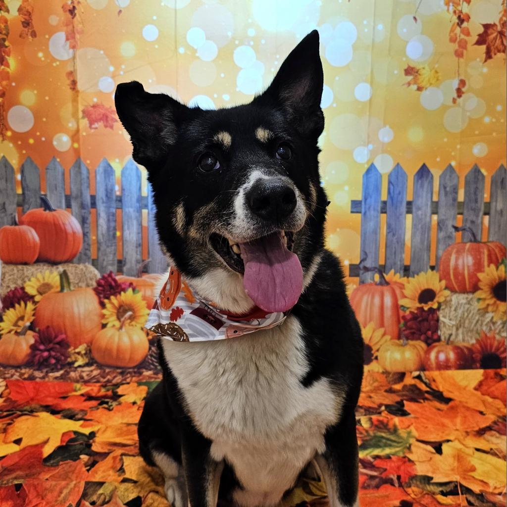 Benita, an adoptable Shepherd, Labrador Retriever in Easton, PA, 18042 | Photo Image 2