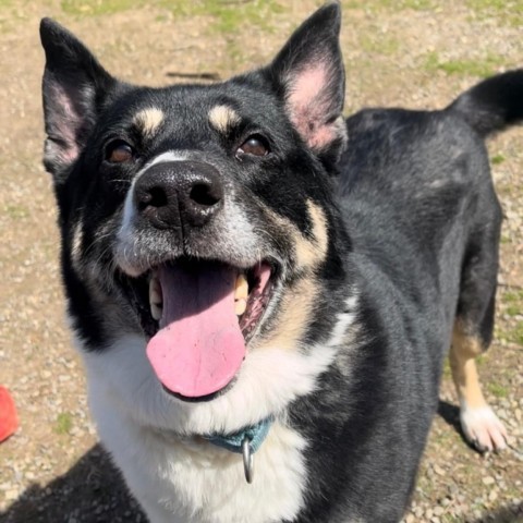 Benita, an adoptable Shepherd, Labrador Retriever in Easton, PA, 18042 | Photo Image 3