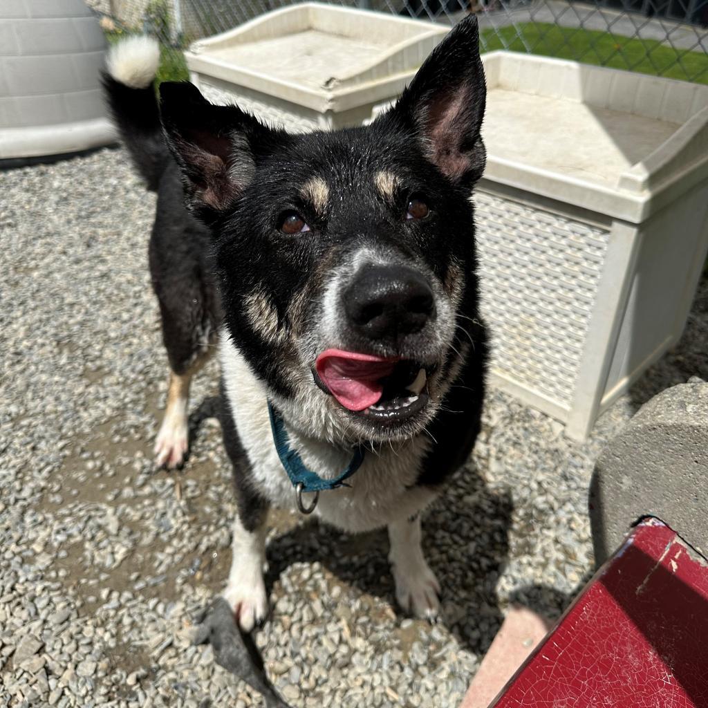 Benita, an adoptable Shepherd, Labrador Retriever in Easton, PA, 18042 | Photo Image 3