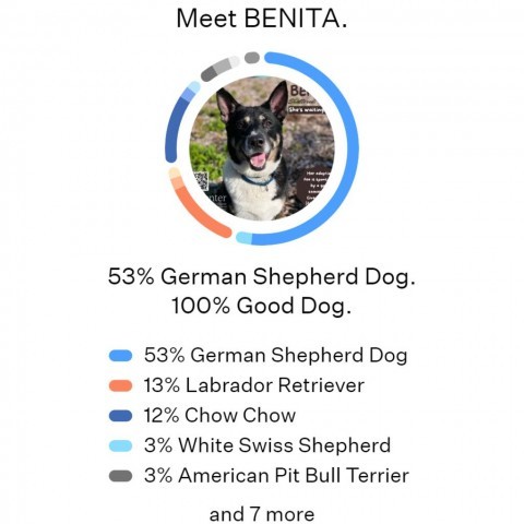 Benita, an adoptable Shepherd, Labrador Retriever in Easton, PA, 18042 | Photo Image 4