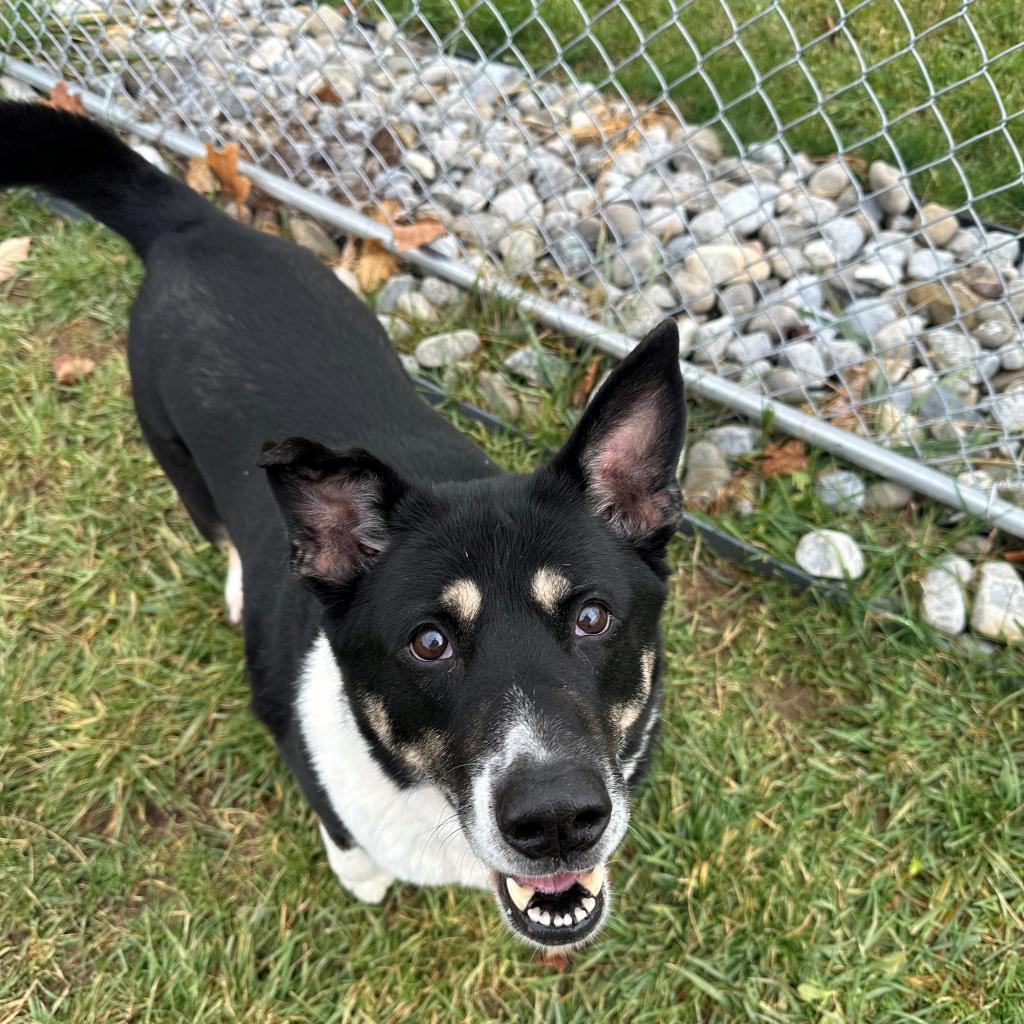 Benita, an adoptable Shepherd, Labrador Retriever in Easton, PA, 18042 | Photo Image 4