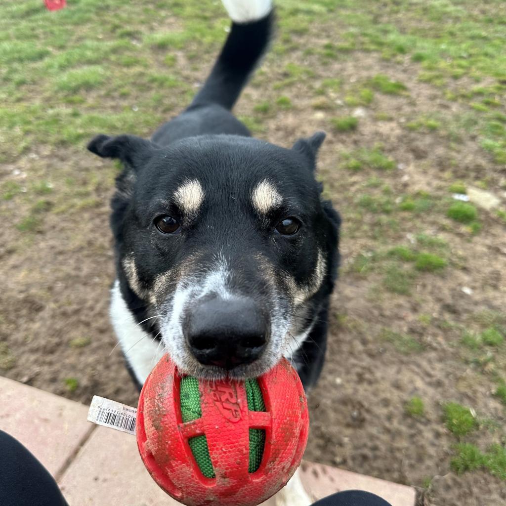 Benita, an adoptable Shepherd, Labrador Retriever in Easton, PA, 18042 | Photo Image 5