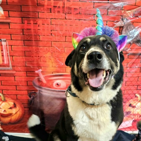 Benita, an adoptable Shepherd, Labrador Retriever in Easton, PA, 18042 | Photo Image 6