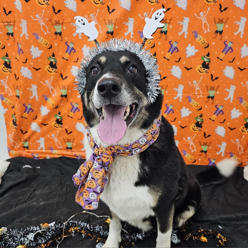 Benita, an adoptable Shepherd, Labrador Retriever in Easton, PA, 18042 | Photo Image 6