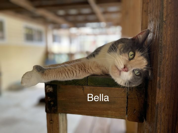 Bella 2