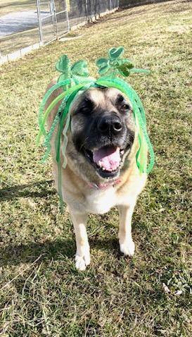 Akita anatolian 2024 shepherd mix