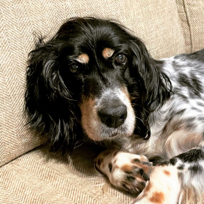 Katie (purebred Llewellen Setter)